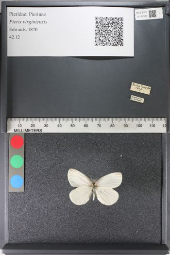 Media type: image;   Entomology 127530